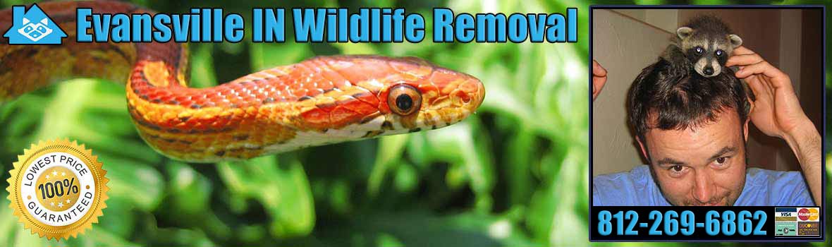 Evansville Wildlife and Animal Removal